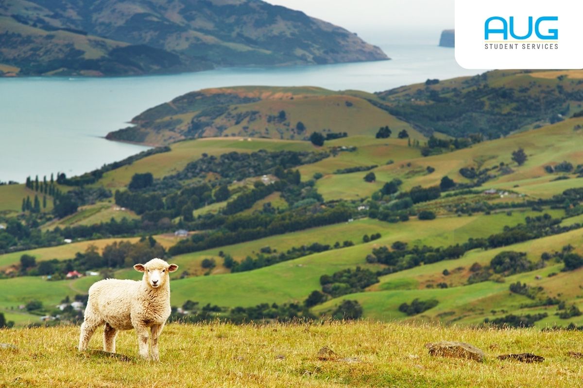Agen Kuliah ke New Zealand: Kampus Top & Healing Tiap Hari