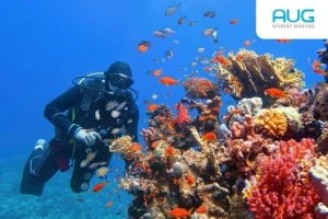 Marine Biology Universities in Australia: Where to Study in 2026