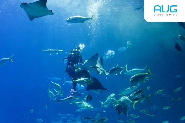 Marine biology fieldwork at an Australian university