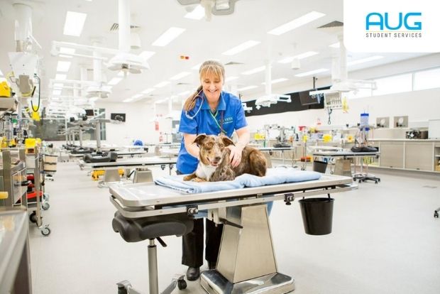 Veterinary science degree study in Australia